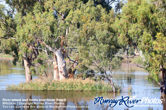 River island and reeds near Swan Reach