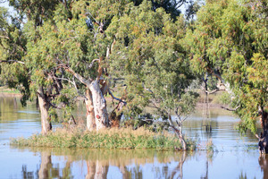 River island and reeds near Swan Reach