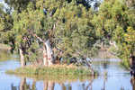 River island and reeds near Swan Reach