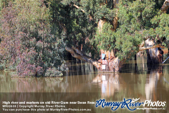 High river and markers on old River Gum near Swan Reach