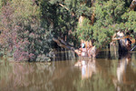 High river and markers on old River Gum near Swan Reach