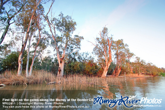 First light on the gums along the Murray at the Border Cliffs