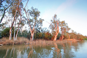 First light on the gums along the Murray at the Border Cliffs