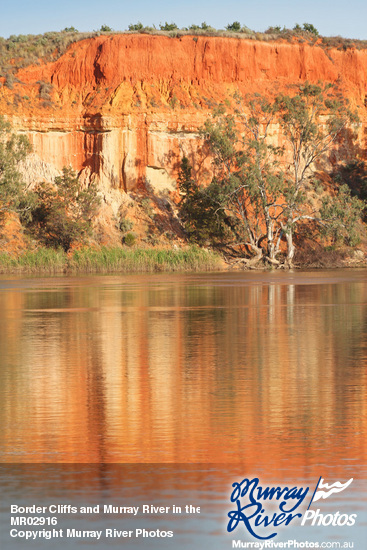 Border Cliffs and Murray River in the morning, South Australia