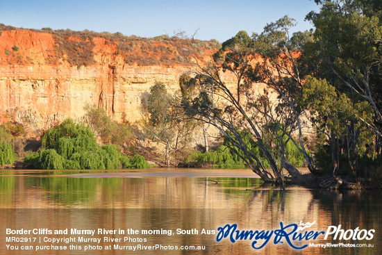 Border Cliffs and Murray River in the morning, South Australia