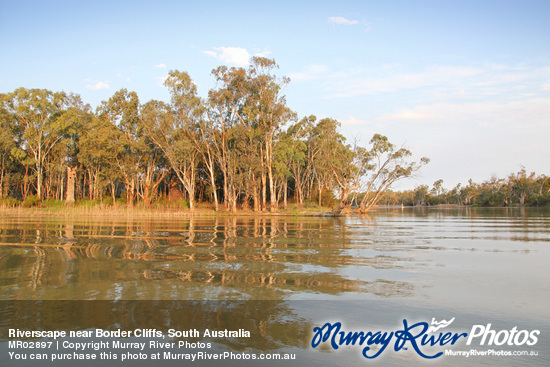 Riverscape near Border Cliffs, South Australia