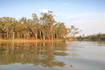 Riverscape near Border Cliffs, South Australia