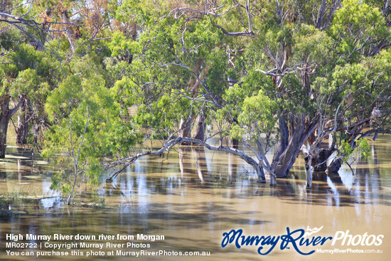 High Murray River down river from Morgan