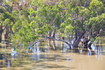 High Murray River down river from Morgan