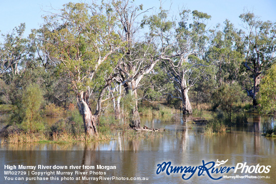 High Murray River down river from Morgan