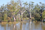 High Murray River down river from Morgan