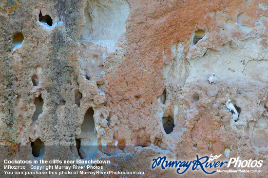 Cockatoos in the cliffs near Blanchetown