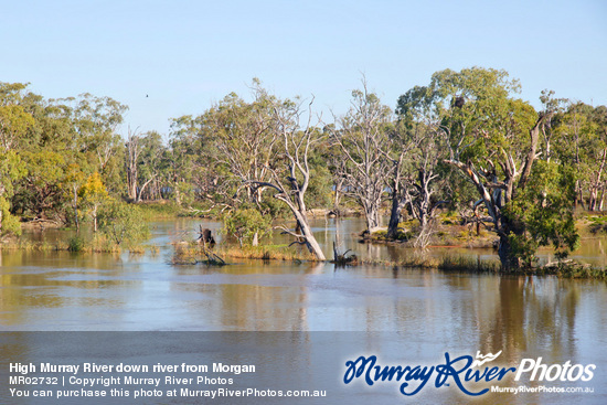 High Murray River down river from Morgan