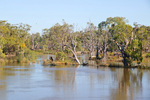 High Murray River down river from Morgan