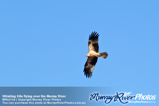 Whisting Kite flying over the Murray River