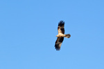 Whisting Kite flying over the Murray River