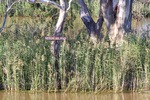 Reedy Island sign near Blanchetown