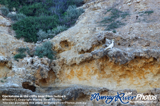 Cockatoos in the cliffs near Blanchetown