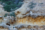 Cockatoos in the cliffs near Blanchetown