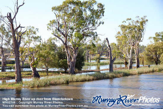 High Murray River up river from Blanchetown
