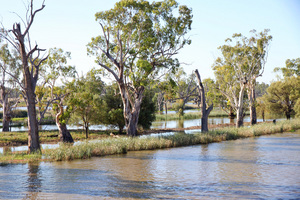 High Murray River up river from Blanchetown