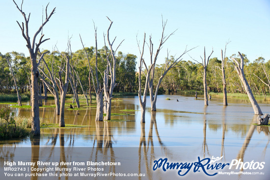 High Murray River up river from Blanchetown