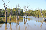 High Murray River up river from Blanchetown