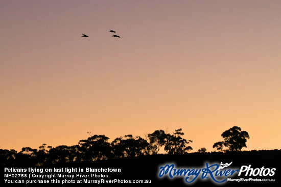 Pelicans flying on last light in Blanchetown