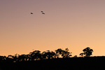 Pelicans flying on last light in Blanchetown