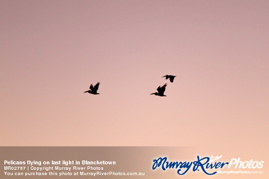 Pelicans flying on last light in Blanchetown