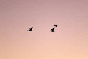 Pelicans flying on last light in Blanchetown