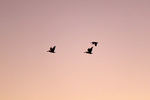 Pelicans flying on last light in Blanchetown