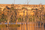 Murray River cliffs on sunrise at Blanchetown