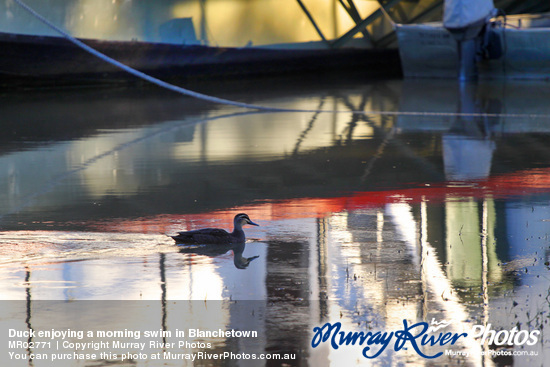 Duck enjoying a morning swim in Blanchetown