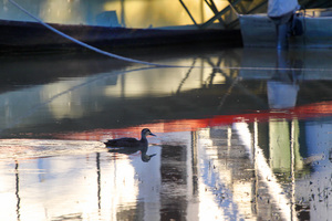 Duck enjoying a morning swim in Blanchetown