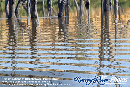 Tree reflections at Blanchetown, Murray River