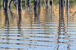 Tree reflections at Blanchetown, Murray River