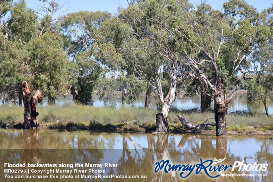 Flooded backwaters along the Murray River