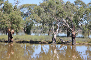Flooded backwaters along the Murray River