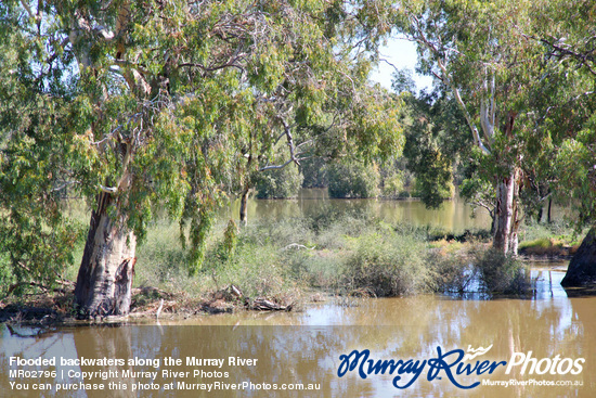 Flooded backwaters along the Murray River