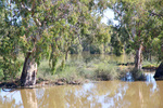 Flooded backwaters along the Murray River