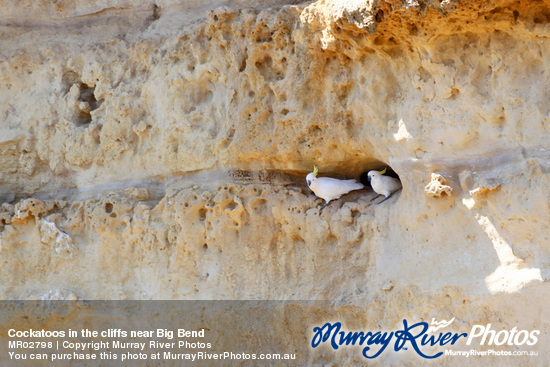 Cockatoos in the cliffs near Big Bend