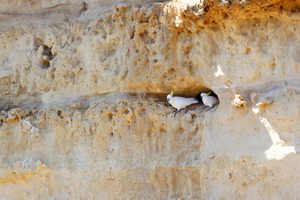 Cockatoos in the cliffs near Big Bend