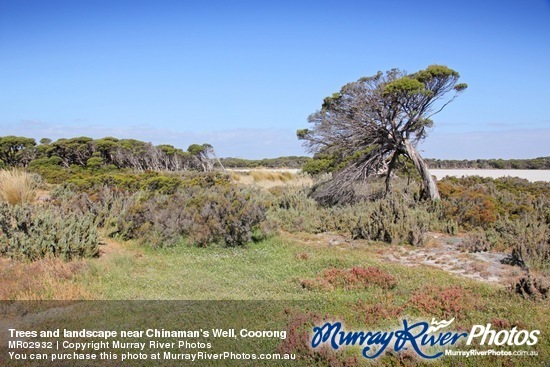 Trees and landscape near Chinaman's Well, Coorong