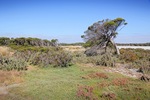 Trees and landscape near Chinaman's Well, Coorong