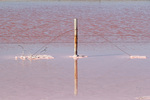 Salt Lake near Paranka Point, Coorong