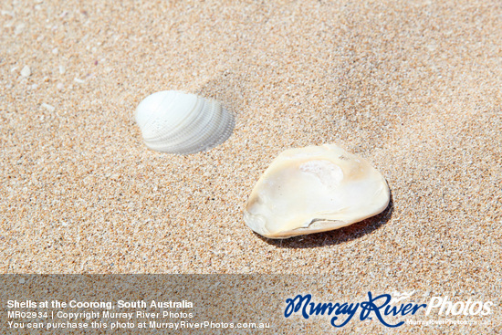 Shells at the Coorong, South Australia