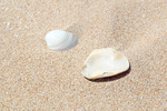 Shells at the Coorong, South Australia