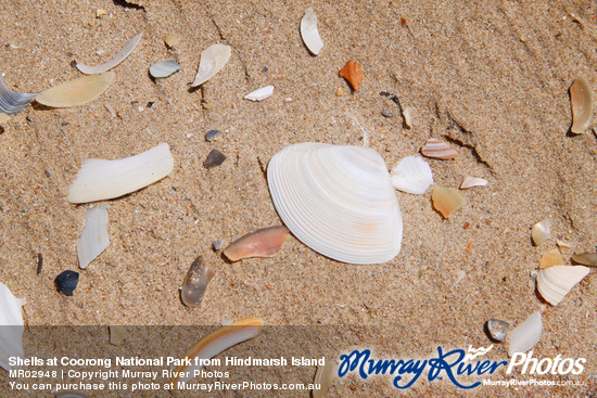 Shells at Coorong National Park from Hindmarsh Island