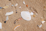 Shells at Coorong National Park from Hindmarsh Island